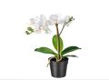 IKEA Artificial Potted Plant, Orchid White / Lilac 9 cm. 