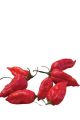 red bhoot jolokia chili 50gm. 