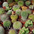 Cactus Seeds With Germination Kit Guaranteed Result. 
