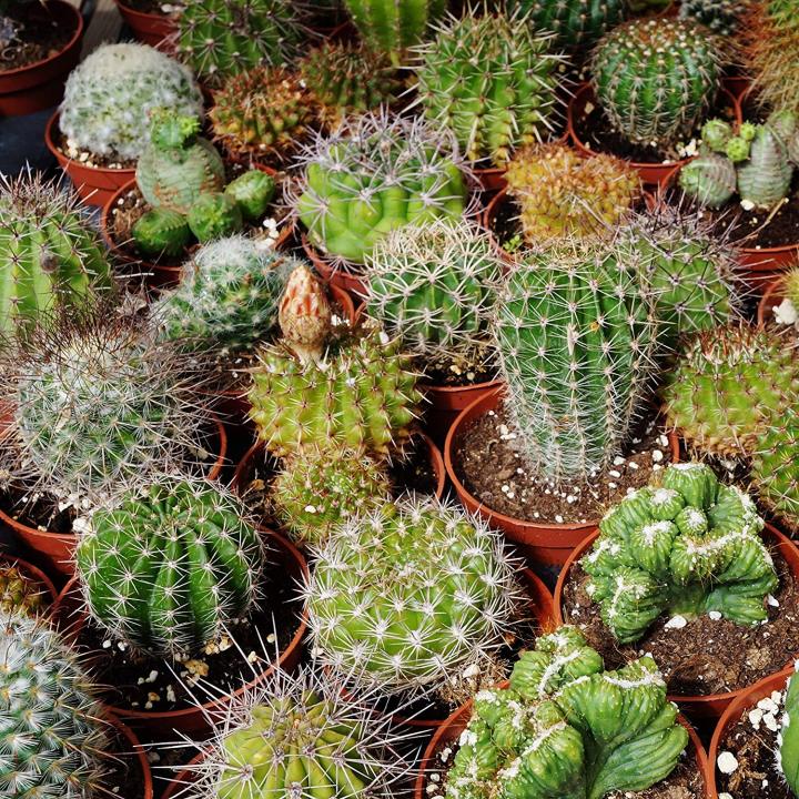 Qty%2020+%20Seeds%20Cactus%20Species%20Real%20Mix%20Rare%20Exotic%20Cacti%20Cactus%20Plant%20-%20Image%204