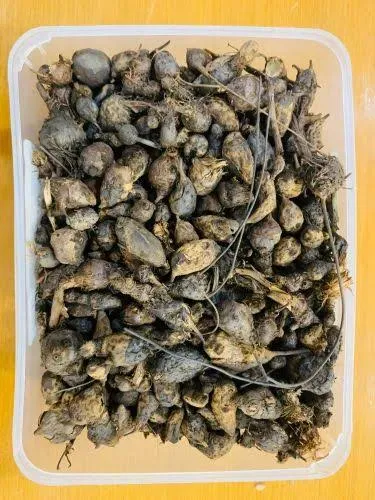 Nagarmotha%20Oil%20/%20Cyperus%20Rotundus%20oil%20-%20Premium%20Quality%20-%20Body%20Hair%20Slowing/Reduction%20Growth%20-%20Image%202