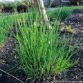 Garlic Chives Herbs seeds. 