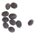 Lotus Plant Seeds, Lotus Seeds Full Sun for Balcony Vegetable Gardens. 