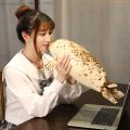 Creative Anime Kawaii Sea World Animal Seal Throw Pillows Sea Lion Plush Stuffed Sleeping Pillow Doll Toy. 