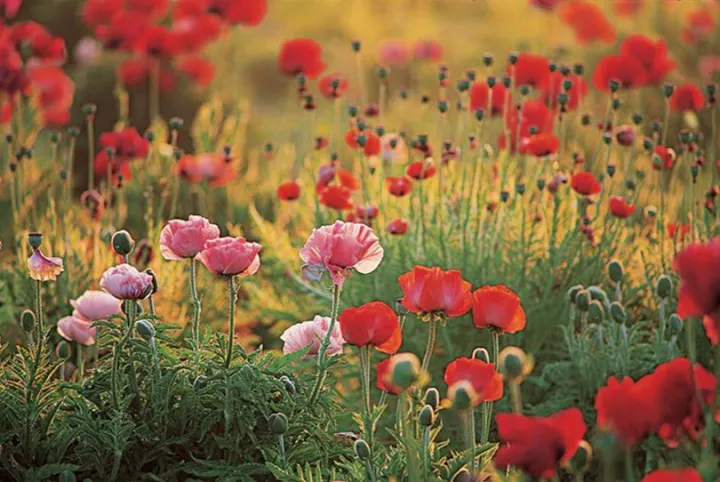 200+%20Poppy%20Flower%20Seeds%20(Khashkhash)%20-%20Home%20Kitchen%20Gardening%20-%20Image%203