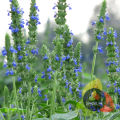 Organic Chia Seeds For Weight Loss 110gm / Fresh Chia Seeds Rich In Vitamins Omega & Calcium For Health_And_Beauty Brand Spices pk. 