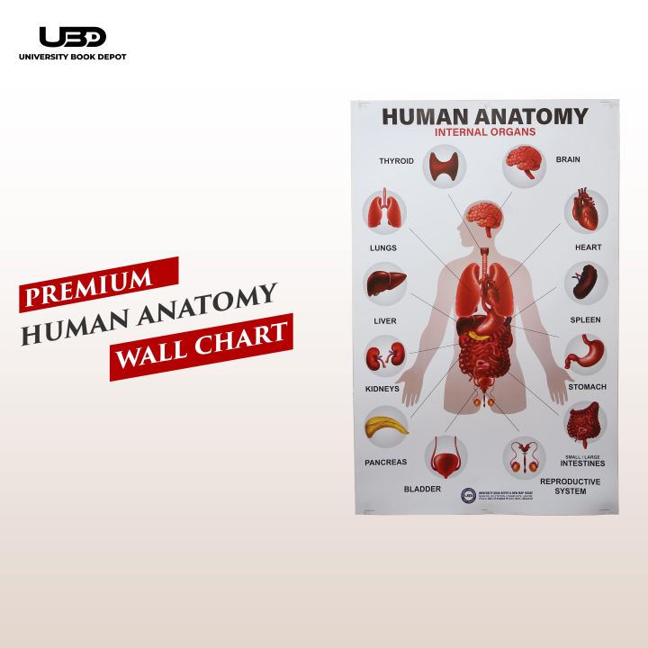 Human Anatomy Wall Chart | HD Picture Presentation on 200 grams ...