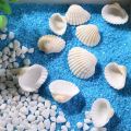 Small Sea Shell White Ocean Scallop Natural Sea Shells Mini Seashells, Approximate Size : 1 x 0.9 x 0.4 Inches. 