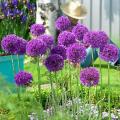 All in one Alluim Wnter Flower Bulb Deal (  Purple sensation ,christophii, Cowanni). 