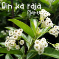 Day Blooming Jasmine Plant (Cestrum Diurnum) |Best For Seed, Home, Garden|. 