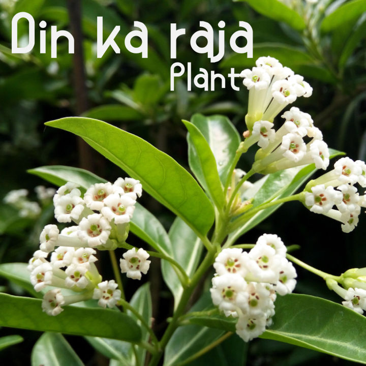 Day Blooming Jasmine Plant (Cestrum Diurnum) |Best For Seed, Home, Garden|
