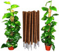 Coconut Plant Stick - 2Ft ( 5Pcs ). 