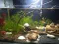 Guppy Grass / Aquarium live grass / Najas Grass Live Aquatic Aquarium Low Tec Plant Bunch of 10 Stems. 