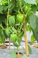 Capsicum (Shimla Mirch) / Sweet Pepper Kitchen Gardening Vegetable Seeds. 