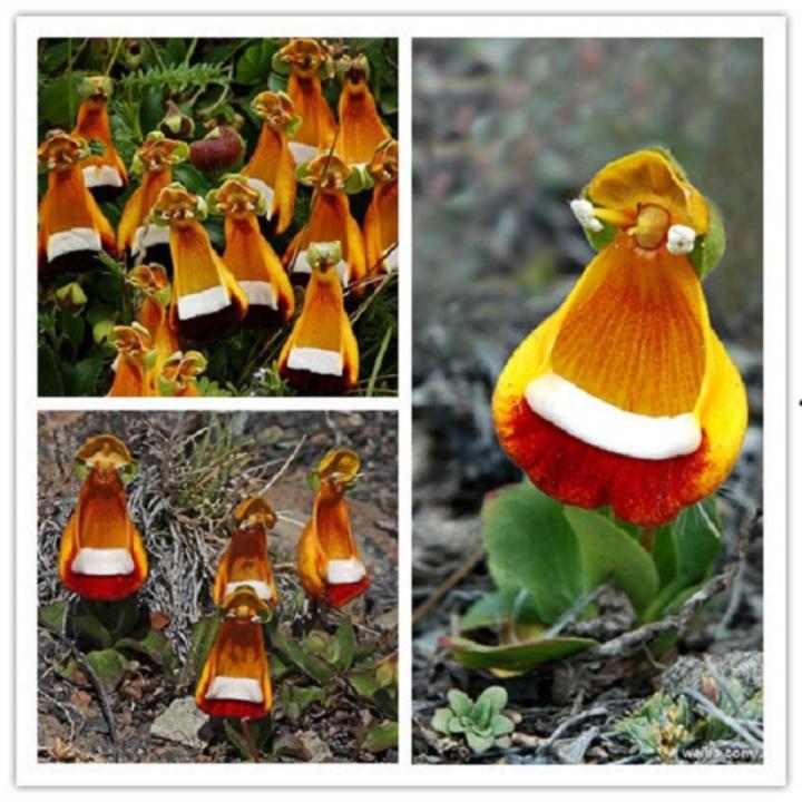 Calceolaria Uniflora  Seeds