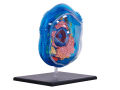 4D Vision Animal Cell Anatomy Model. 