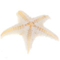 Sea shells size:0.5-3cm 100pcs Mini Starfish Craft Decoration Natural Sea Stars. 
