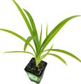 Pandan - Pandanus Amaryllifolius |Best for Seed, Home & Garden|. 