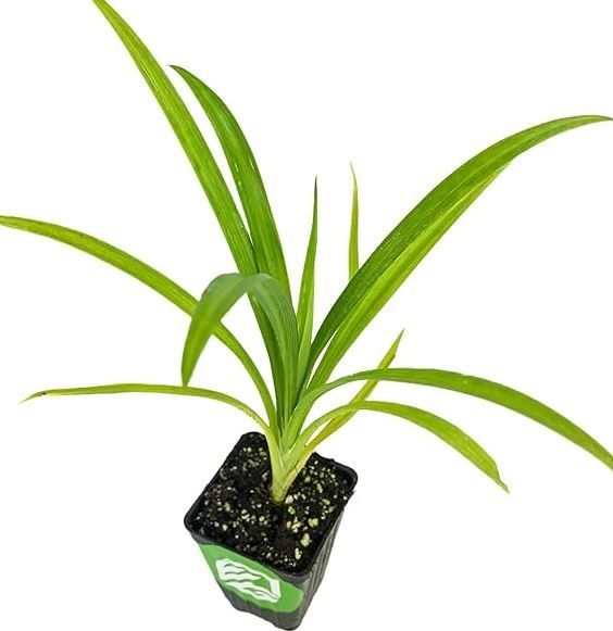 Pandan - Pandanus Amaryllifolius |Best for Seed, Home & Garden|