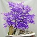 Rare Bonsai Light Blue Maple Tree Seeds. 