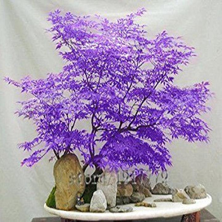 Rare Bonsai Light Blue Maple Tree Seeds