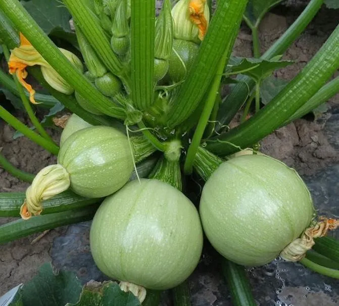 5+%20Squash%20/%20Tinda%20Vegetable%20Seed%20Home%20kitchen%20Gardening%20-%20Image%204