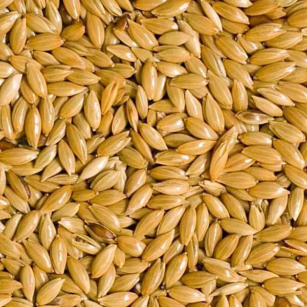 Canary Seeds Organic Natural Whole Birds Food (1 kg) FH TRADER Canary