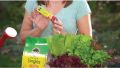 Miracle-Gro Watering Can Singles All Purpose Plant Food Sachet - Boost Plant Growth Quickly. 