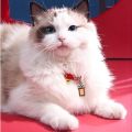 Creative Handmade Pet Bell Necklace Chinese Style Cute Braided Cat Collar Adjustable Puppy Collar Photo Props. 