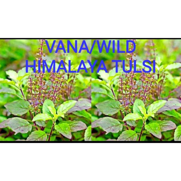 VANA TULSI as WILD TULSI Seeds From HIMALAYAS Lucky MEDICATION Plant With ANTI AGING WEIGHT LOSS HEALTHY HAIR ACNE SKIN PORES REDUCE URIC ACID CLEANSE KIDNEYS RELAX FROM STRESS REDUCE CHOLISTROL ULCERS MOUTH INFECTION INCREASE POSITIVE ENERGY BAD BREATH