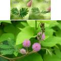 Mimosa Pudica ( chui mui ) Shame plant 10 seeds. 