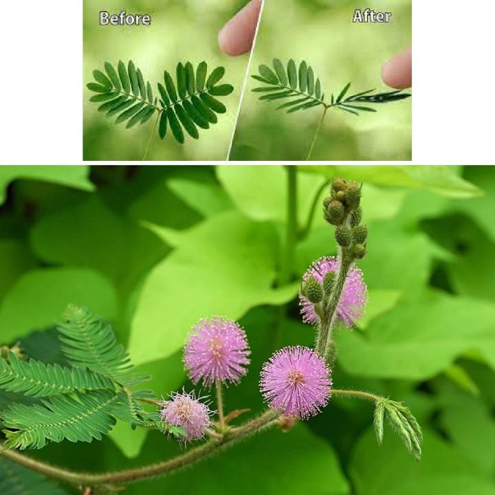 Mimosa Pudica ( chui mui ) Shame plant 10 seeds