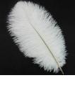Pack Of 2 - Ostrich Feathers – Ostrich Feathers For Sale. 