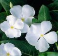Vinca Plant Sadabahar Plant. 