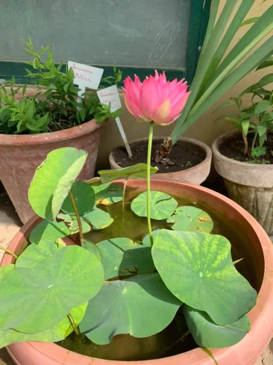 Pack%20of%2010%20Fresh%20Lotus%20Seeds%20-100%25%20Authentic%20Lotus%20Flower%20Seeds%20-%20Excellent%20Germination%20-%20Image%206