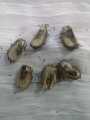 10 Castor oil seeds 100percent germinate for grow caster plant Eranda ( Riccinus communis ) castor been arand treeuse for many purpose. 