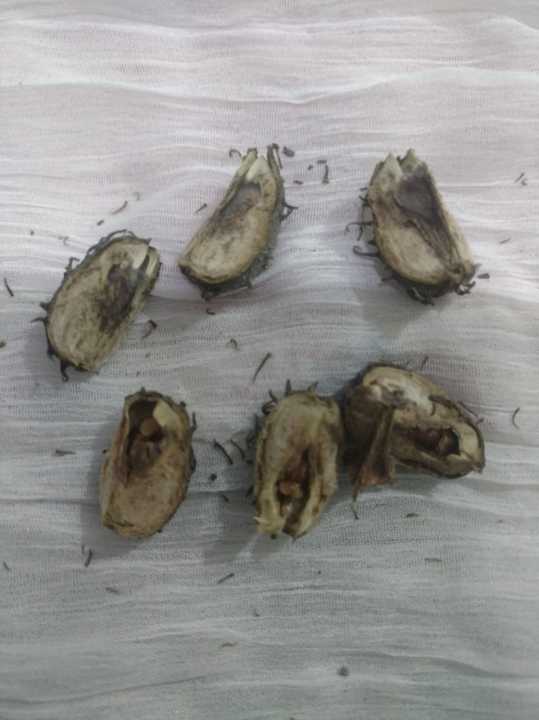 45%20Castor%20oil%20seeds%20100percent%20germinate%20for%20grow%20caster%20plant%20Eranda%20(%20Ricinus%20communis%20)%20castor%20beans%20arand%20tree%20use%20for%20many%20purpose%20-%20Image%206