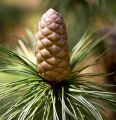 Chilgoza Fruit Plant with Pot | Chilgoza pine , healthy and bushy plant | Pinus gerardiana (Chilghoza Pine, Chilgoza Nut Pine, Geralds's Nut Pine, Nepal Nut Pine) Plant | Plant Parlour. 