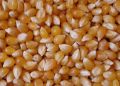 American Popcorn (Good Quilty) - 1KG. 