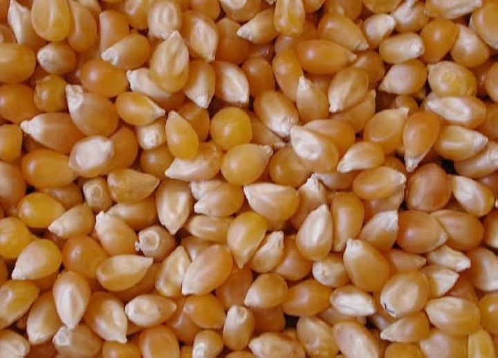 American Popcorn (Good Quilty) - 1KG