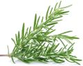 Rosemary Seeds F1 Hybrid. Best Quality, High Germination Rate. 