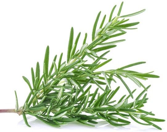 Rosemary Seeds F1 Hybrid. Best Quality, High Germination Rate