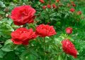 Flower Booster 800 gm Natural & Organic Fertilizer for bigger, More Beautiful Flowers & Roses. 