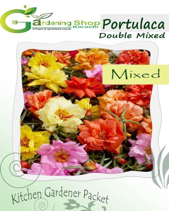 Portulaca Full Double Mixed