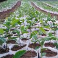 400 Pcs ing Bags Small Plant Grow Non-Woven for Home Garden. 