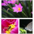 【3C VictoryEagle Store】3in1 Wide Macro Fisheye Lens Camera Mobile Phone Fish Eye Lenses For Gionee S8 Steel 2 S9 S10 M6S Plus A1 A1 X1s. 