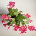 Christmas Cactus Seeds. 