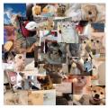 48Pcs Cat Stickers For Luggage Guitar Stationery Fridge PVC Graffiti Sticker. 