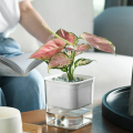 Self Watering Pots for Indoor & Outdoor Plants -Square Shape Elegant Design - Home Decor (Pack Of 1). 