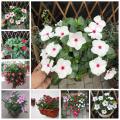 Vinca Rosea Tall Mix Sada Bahar. 